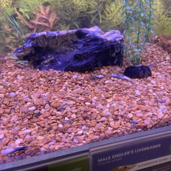 PetSmart - Pet Training Near Me - KISSIMMEE, Florida