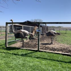 Ostriches with bald backs