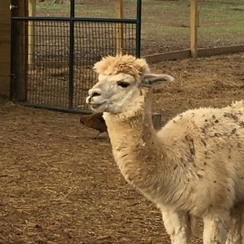 Sweet Eats Adventure Farm - Attraction Farms Near Me - Georgetown, Texas