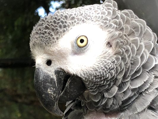 Adelaide Zoo by null