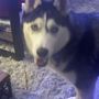 Pete's Dog Grooming