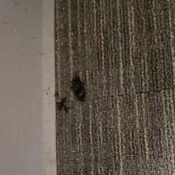 Chesapeake Health & Rehabilitation Center - Bugs on the floor in the corner