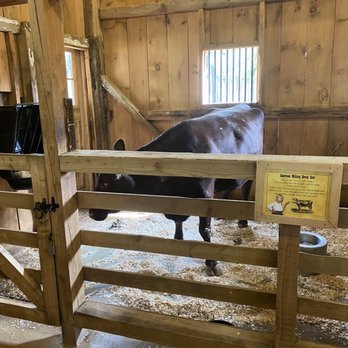 The Buffalo Zoo - Depressed and cramped cow - Zoos Near Me - Buffalo, New York The Buffalo Zoo - Depressed and cramped cow - Zoos Near Me - Buffalo, New York