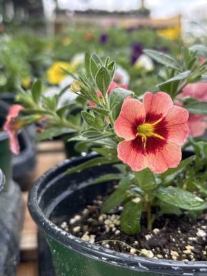 Piedmont Triad Farmers Market by null