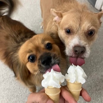 The Dog Patch - Pet Services Near Me - Brandon, Florida