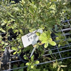 Florida Native Plants Nursery & Landscaping