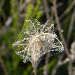 Columbia National Wildlife Refuge - Reminded me of a cob-webby snowflake.