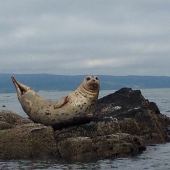 Anacortes Kayak Tours - Rafting/Kayaking Near Me - Anacortes, Washington