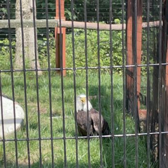 World Bird Sanctuary - Bald eagle - Parks Near Me - Valley Park, Missouri