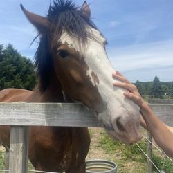 Sandy Acres Clydesdales