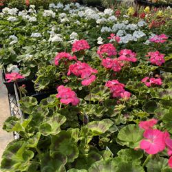 Hook's Greenhouse