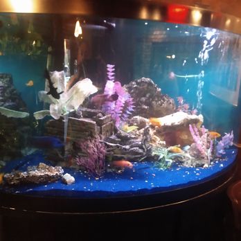 Jesse's Steak and Seafood - Aquarium of African cichlids - Seafood Near Me - Brandon, Florida Jesse's Steak and Seafood - Aquarium of African cichlids - Seafood Near Me - Brandon, Florida