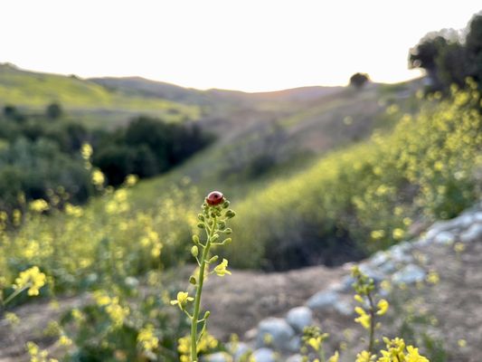 Chino Hills State Park by null