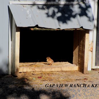 Gap View Ranch and Kennel - Pet Breeders Near Me - Broadway, Virginia
