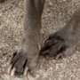 4 Paws Salon