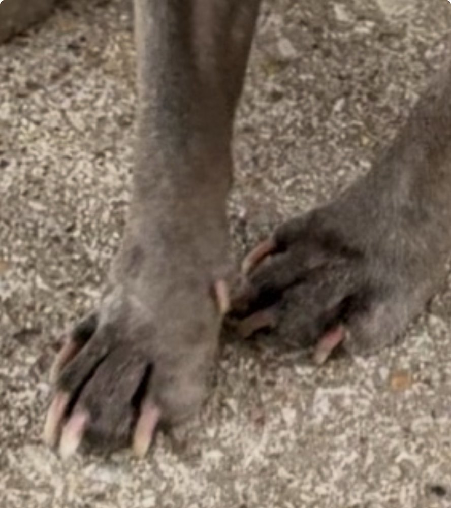4 Paws Salon Image