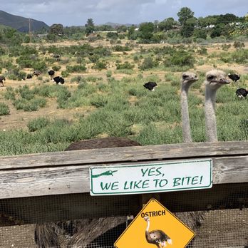 Ostrichland USA - Attraction Farms Near Me - Solvang, California Ostrichland USA - Attraction Farms Near Me - Solvang, California