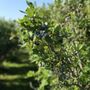 Photo of Bob's Blueberries