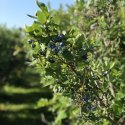 Bob's Blueberries - Getting Ripe!