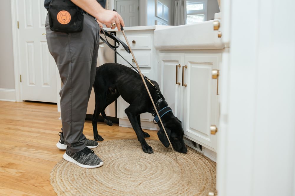 K9 Mold Patrol - mold inspector in Columbia, SC