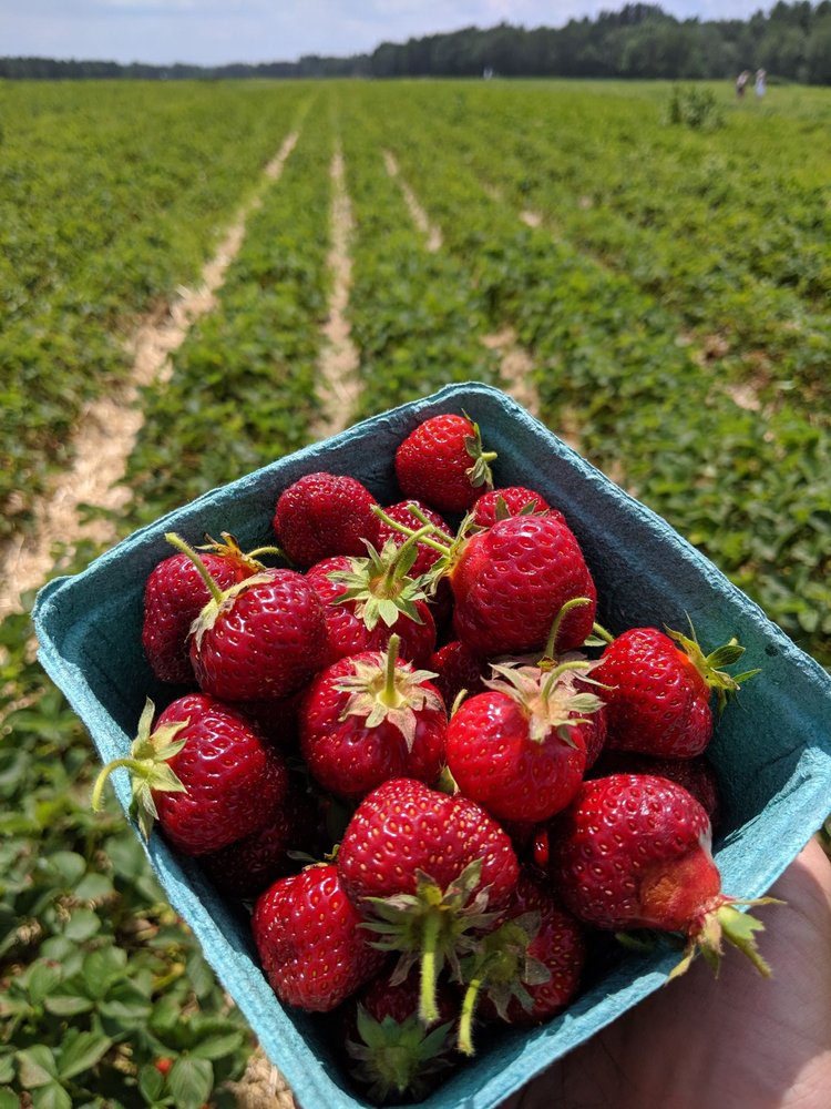 Pineland Farms Produce Division At Gillespie Farms Takeout Delivery 18 Photos Pick Your Own Farms 752 Mayall Rd New Gloucester Me Phone Number Yelp