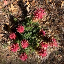 Middle Ridge Trail - Indian Warrior plant. Many of these are next to Middle Ridge Trail.