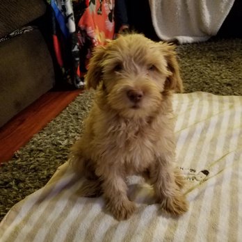 Wizard of Paws - Pet Training Near Me Wizard of Paws - Pet Training Near Me