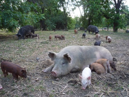 Riverdog Farm by null