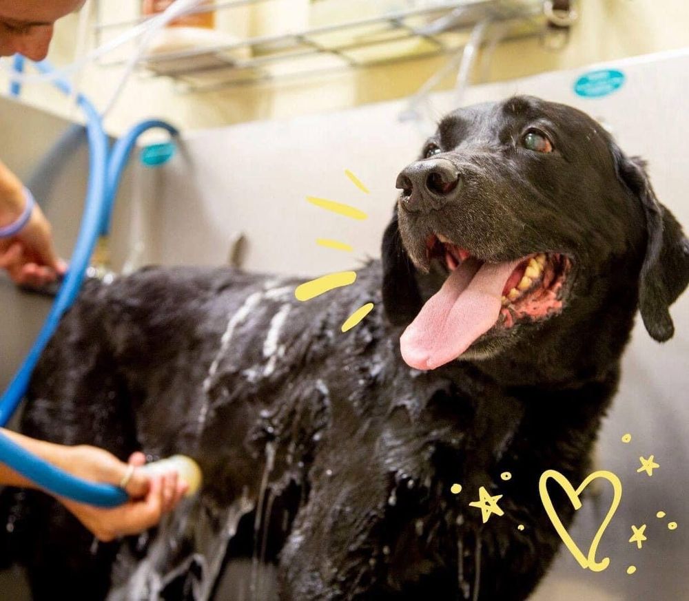 CAMP BOW WOW Updated October 2024 14 Photos & 23 Reviews 16642