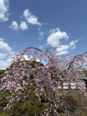Kyoto Imperial Palace by null