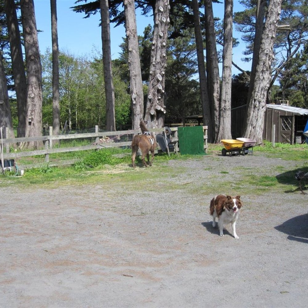 Lodging & Llamas - Cody and Sam - Guest Houses Near Me - Fort Bragg, California Lodging & Llamas - Cody and Sam - Guest Houses Near Me - Fort Bragg, California