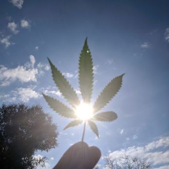 Emerald Farm Tours - Learn what makes this plant so incredibly special. - Cannabis Tours Near Me - San Francisco, California Emerald Farm Tours - Learn what makes this plant so incredibly special. - Cannabis Tours Near Me - San Francisco, California