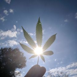 Emerald Farm Tours - Learn what makes this plant so incredibly special.