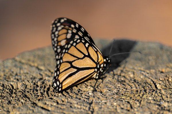 Monarch Butterfly Grove by null
