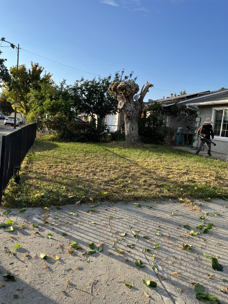 Agustin Garden - tree service in San Jose, CA
