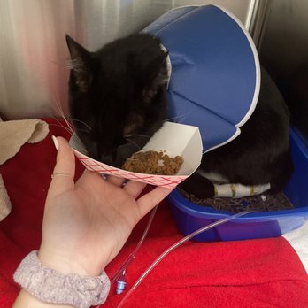 VEG ER for Pets - Always willing to provide food and water to my munchkin - Emergency Pet Hospital Near Me - Alpharetta, Georgia VEG ER for Pets - Always willing to provide food and water to my munchkin - Emergency Pet Hospital Near Me - Alpharetta, Georgia