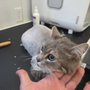 Photo of TJ's Mobile Grooming