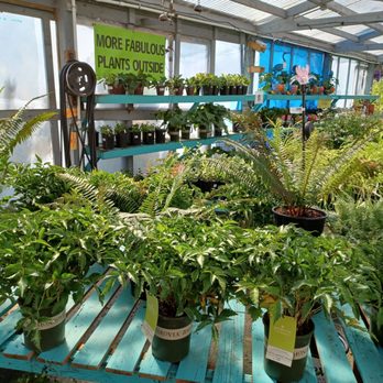 My Garden Nursery - More fabulous plants! - Nurseries & Gardening Near Me - Bellingham, Washington My Garden Nursery - More fabulous plants! - Nurseries & Gardening Near Me - Bellingham, Washington
