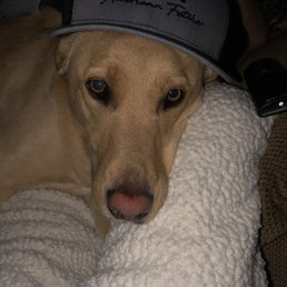 Marley after spending the day at the Hospital! Marley after spending the day at the Hospital!