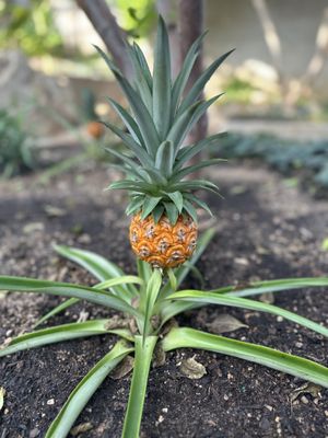 San Antonio Botanical Garden by null