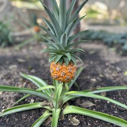 San Antonio Botanical Garden - Pineapple