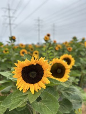 Carlsbad Strawberry Company by null