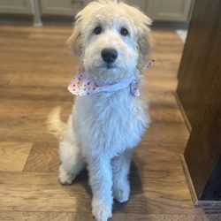 Pawsh on 2nd - All floofed