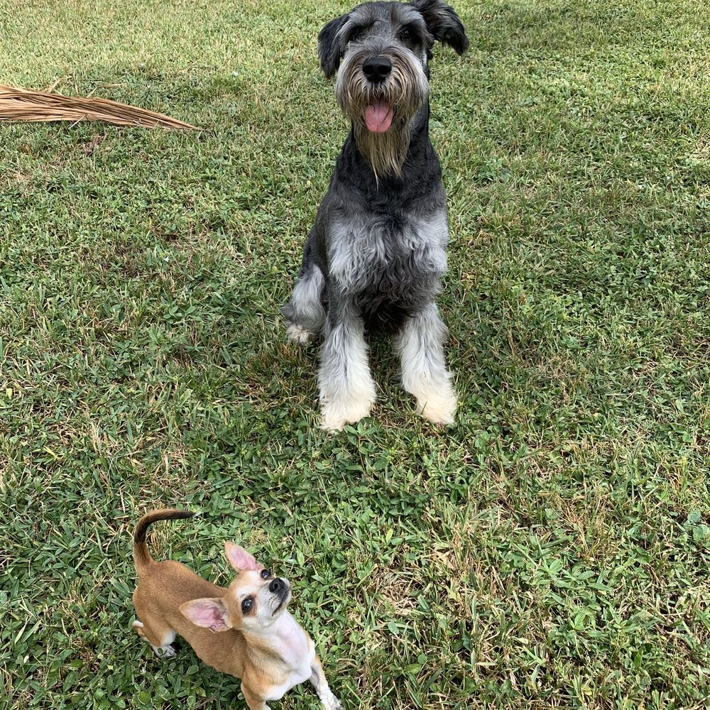 PetSmart - Pet Training Near Me - Boynton Beach, Florida