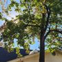 The Special One Tree Services