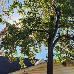 The Special One Tree Services - Tree branches resting on roof and solar attic fan.