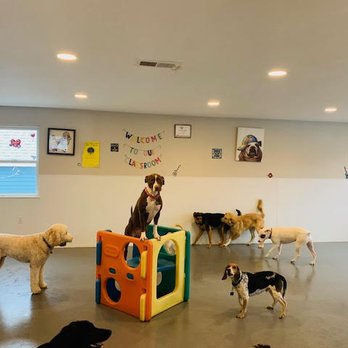 Bark n' Roll Canine Care - Rain or Shine, Long live the fun times! - Dog Walkers Near Me - North Reading, Massachusetts Bark n' Roll Canine Care - Rain or Shine, Long live the fun times! - Dog Walkers Near Me - North Reading, Massachusetts