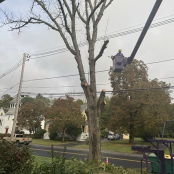 Winner Tree Service - Tree removal pictures - Tree Services Near Me - Milford , Massachusetts Winner Tree Service - Tree removal pictures - Tree Services Near Me - Milford , Massachusetts