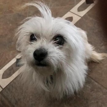 Pets In Need - As adopted - Animal Shelters Near Me - Redwood City, California