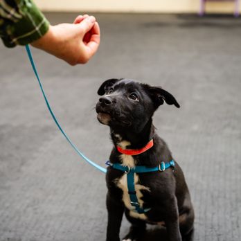 Torbel's Canine Connection - Pet Training Near Me - Bourbonnais, Illinois Torbel's Canine Connection - Pet Training Near Me - Bourbonnais, Illinois